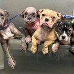 Six Dogs Left Starving and Thirsty in Abandoned Las Vegas Apartment