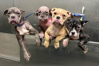 Six Dogs Left Starving and Thirsty in Abandoned Las Vegas Apartment
