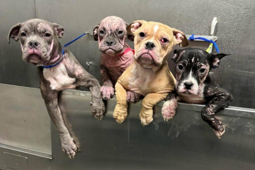 Six Dogs Left Starving and Thirsty in Abandoned Las Vegas Apartment