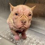 Couple Sentenced to Probation in Shocking Las Vegas Animal Abuse Case