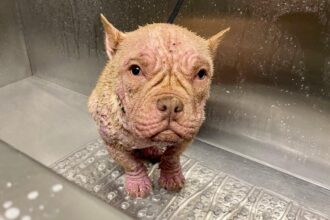 Couple Sentenced to Probation in Shocking Las Vegas Animal Abuse Case