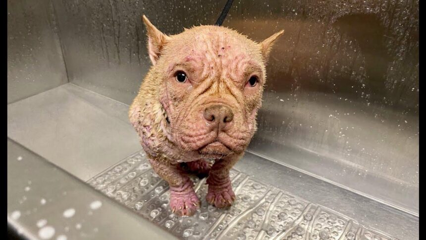 Couple Sentenced to Probation in Shocking Las Vegas Animal Abuse Case
