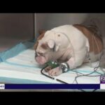Defendant in ‘Reba’ Dog Death Case Seeks Trial Relocation Amid Intense Media Buzz