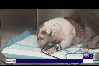Defendant in ‘Reba’ Dog Death Case Seeks Trial Relocation Amid Intense Media Buzz