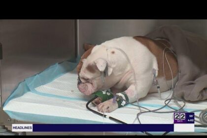 Defendant in ‘Reba’ Dog Death Case Seeks Trial Relocation Amid Intense Media Buzz