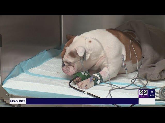 Defendant in ‘Reba’ Dog Death Case Seeks Trial Relocation Amid Intense Media Buzz