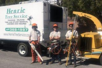Crews Race to Clear Trees Uprooted by Strong Winds Across Las Vegas Valley