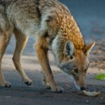 Animals Across Las Vegas Valley Still Searching for Homes After Holiday Fireworks