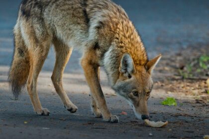 Animals Across Las Vegas Valley Still Searching for Homes After Holiday Fireworks