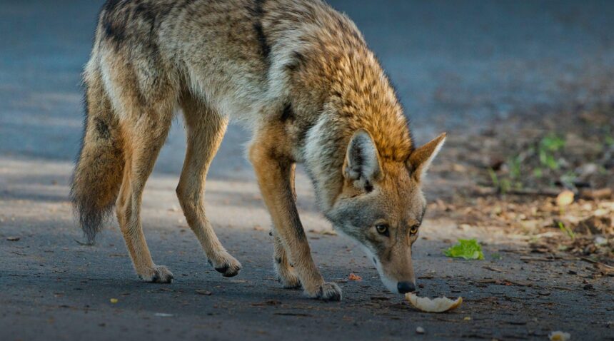 Animals Across Las Vegas Valley Still Searching for Homes After Holiday Fireworks