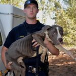 Man Accused of Leaving 4 Dogs to Die in Shocking Repeat Animal Cruelty Case in Las Vegas