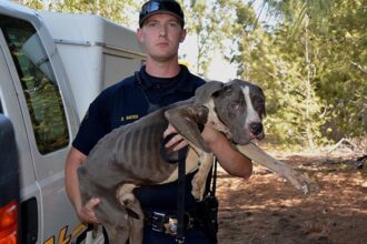 Man Accused of Leaving 4 Dogs to Die in Shocking Repeat Animal Cruelty Case in Las Vegas