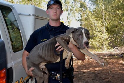 Man Accused of Leaving 4 Dogs to Die in Shocking Repeat Animal Cruelty Case in Las Vegas
