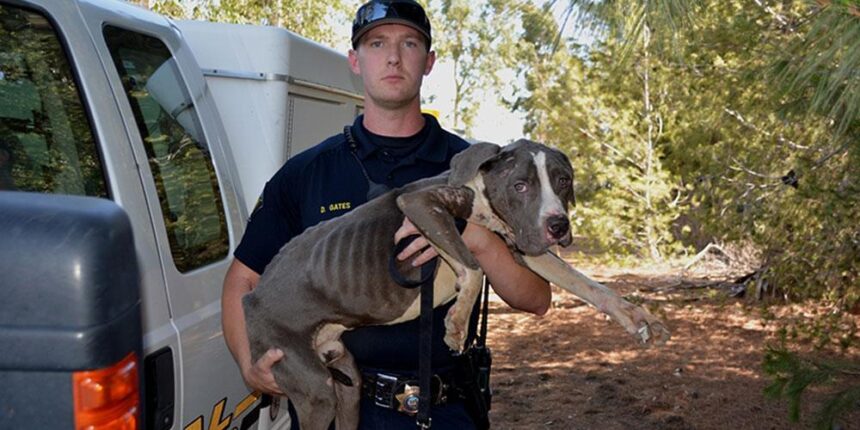Man Accused of Leaving 4 Dogs to Die in Shocking Repeat Animal Cruelty Case in Las Vegas