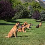 Boulder City’s Heated Debate Over Dog Behavior Reaches a Tipping Point