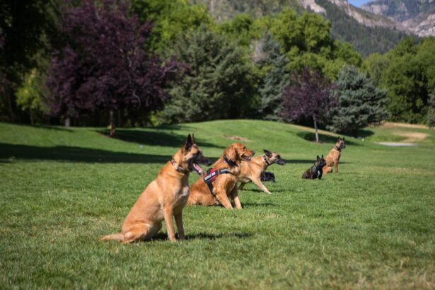 Boulder City’s Heated Debate Over Dog Behavior Reaches a Tipping Point