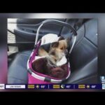 Dog Abandoned and Tied to Pole Outside Las Vegas Shelter in Scorching 100-Degree Heat