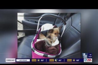 Dog Abandoned and Tied to Pole Outside Las Vegas Shelter in Scorching 100-Degree Heat