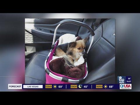Dog Abandoned and Tied to Pole Outside Las Vegas Shelter in Scorching 100-Degree Heat