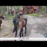 Community Rallies at Mt. Charleston to Protest Wild Horse Roundup