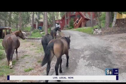 Community Rallies at Mt. Charleston to Protest Wild Horse Roundup