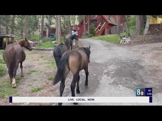 Community Rallies at Mt. Charleston to Protest Wild Horse Roundup