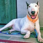 Dog tied to pole finds forever home nearly 2 weeks later