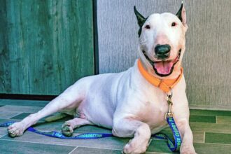 Dog tied to pole finds forever home nearly 2 weeks later