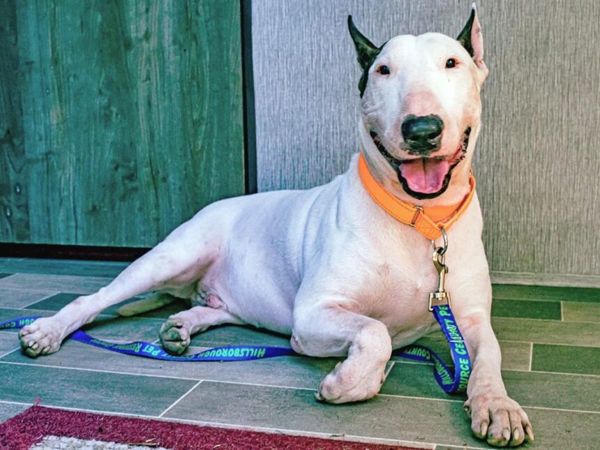 Dog tied to pole finds forever home nearly 2 weeks later
