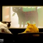 Now Showing in Theaters: 73 Minutes of Adorable Cat Videos for a Great Cause