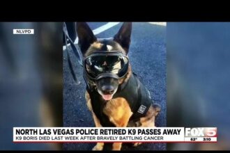 Las Vegas police mourn death of retired K9 officer