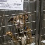 This Las Vegas animal shelter wants to pay you to foster dogs
