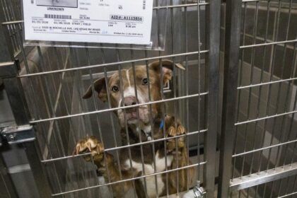 This Las Vegas animal shelter wants to pay you to foster dogs