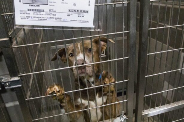 This Las Vegas animal shelter wants to pay you to foster dogs