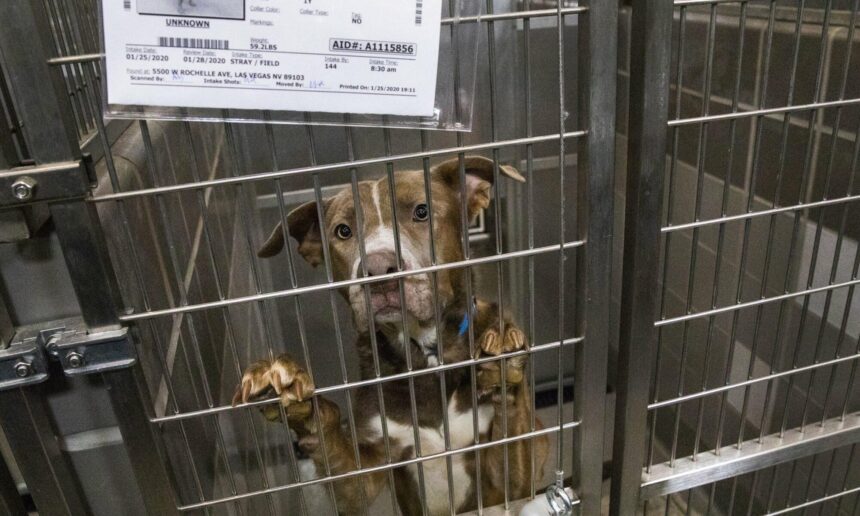 This Las Vegas animal shelter wants to pay you to foster dogs