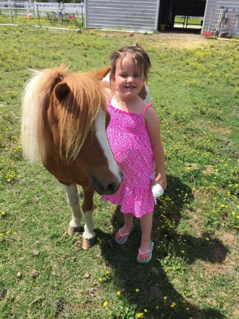 Tragic Loss: Miniature Horse Struck Down by Falling Tree in Thursday’s Storm