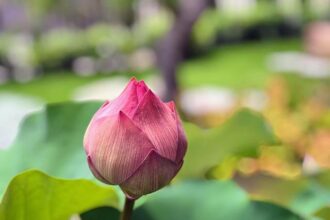 Johnson refuses to promise House vote on extending ObamaCare subsidies