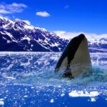 Evoking a Pacific Northwest past, ‘Train Dreams’ stirs a plaintive elegy