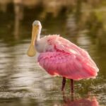 Mike Johnson says he’ll vote for Epstein files bill