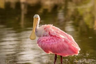 Mike Johnson says he’ll vote for Epstein files bill