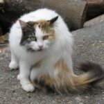 Marjorie Taylor Greene announces she is resigning from Congress