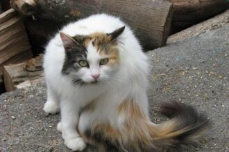 Marjorie Taylor Greene announces she is resigning from Congress