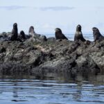 Navy commander briefs Congress on boat strike that targeted survivors: 5 takeaways