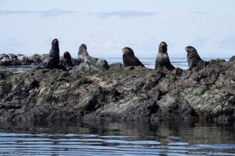Navy commander briefs Congress on boat strike that targeted survivors: 5 takeaways