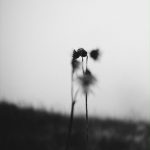 Photographic memories of love and grief