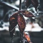 Dozens confirmed dead as extreme cold continues to grip much of U.S.