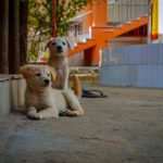 Firefighter adopts puppies he rescued from house fire