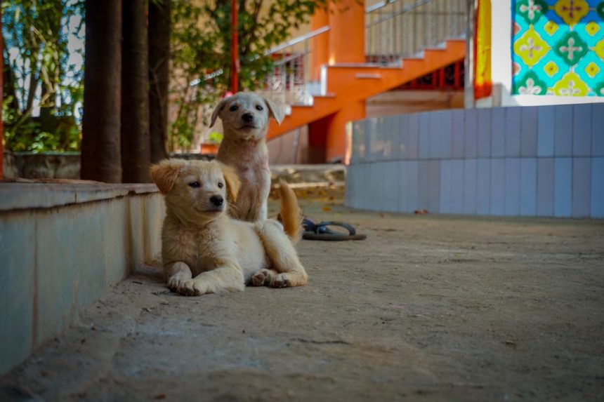 Firefighter adopts puppies he rescued from house fire