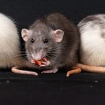 Foods recalled over possible rodent waste at distributor