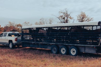 Semi-truck carrying cattle rolls over at Las Vegas Spaghetti Bowl